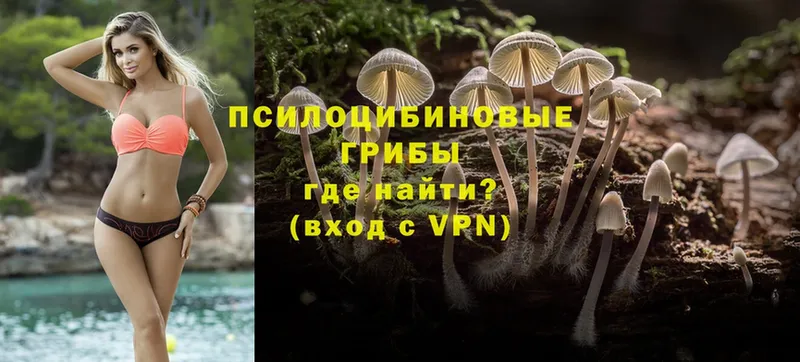 блэк спрут   Данков  Псилоцибиновые грибы Psilocybe 